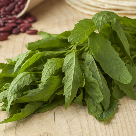 Epazote: one of Mexico's oldest and most distinctive culinary herbs.