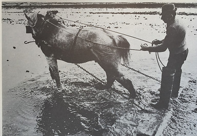 La slottatura col cavallo