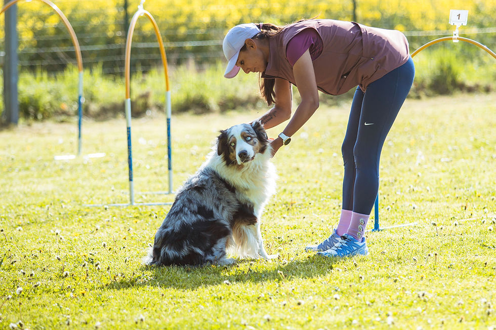 Mise au départ compétition de hoopers chien berger australien