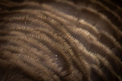 Goose Feathers