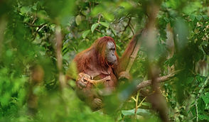 Czech Press Photo 2018 - orangutanní matka s umírajícím potomkem