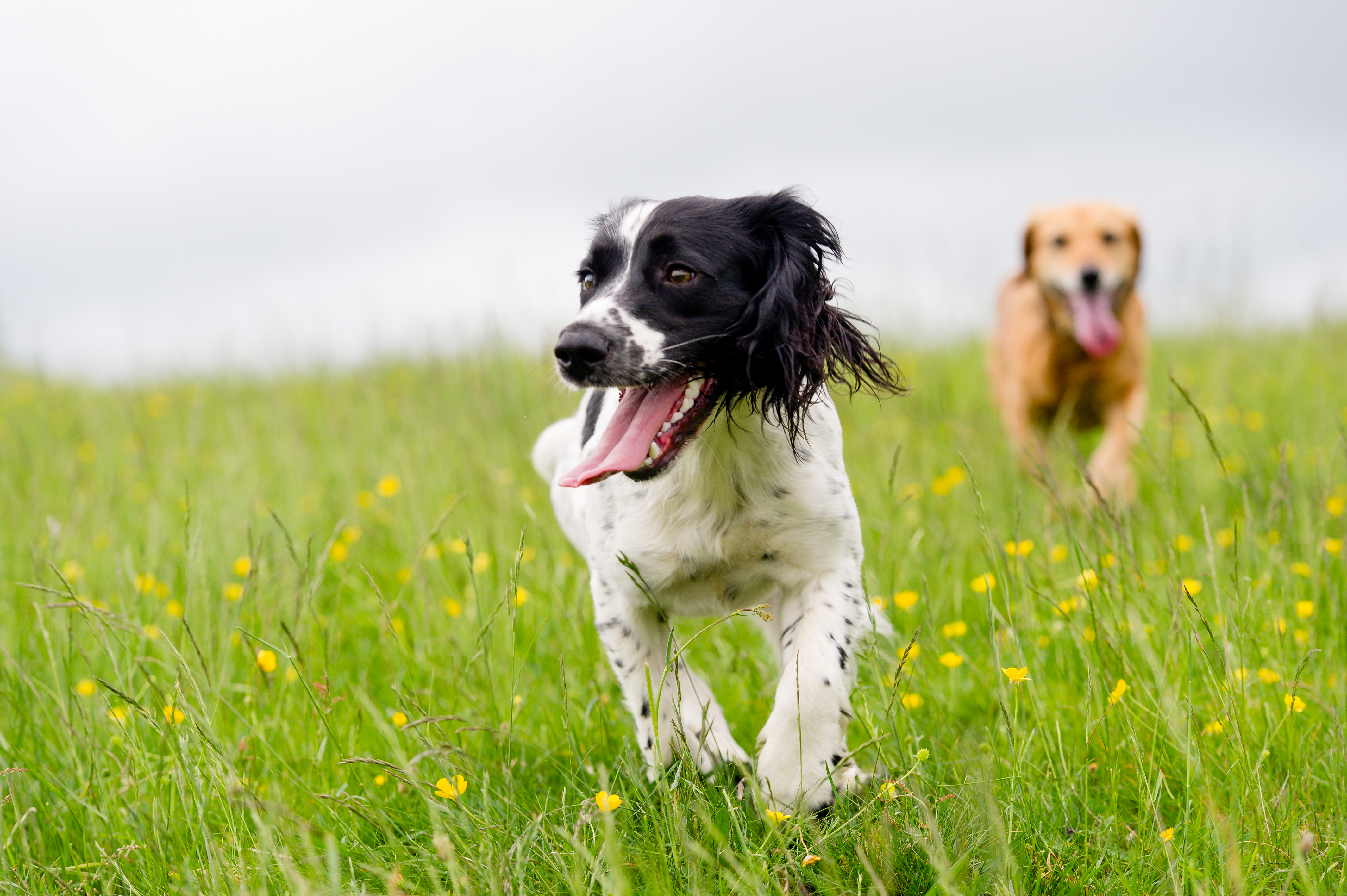 The Bark Barn Dog Day Care Boarding Preston