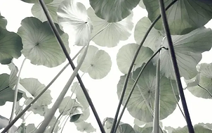 Kim Yong-Ho, Pian#19, Photography, 84 x 84 cm