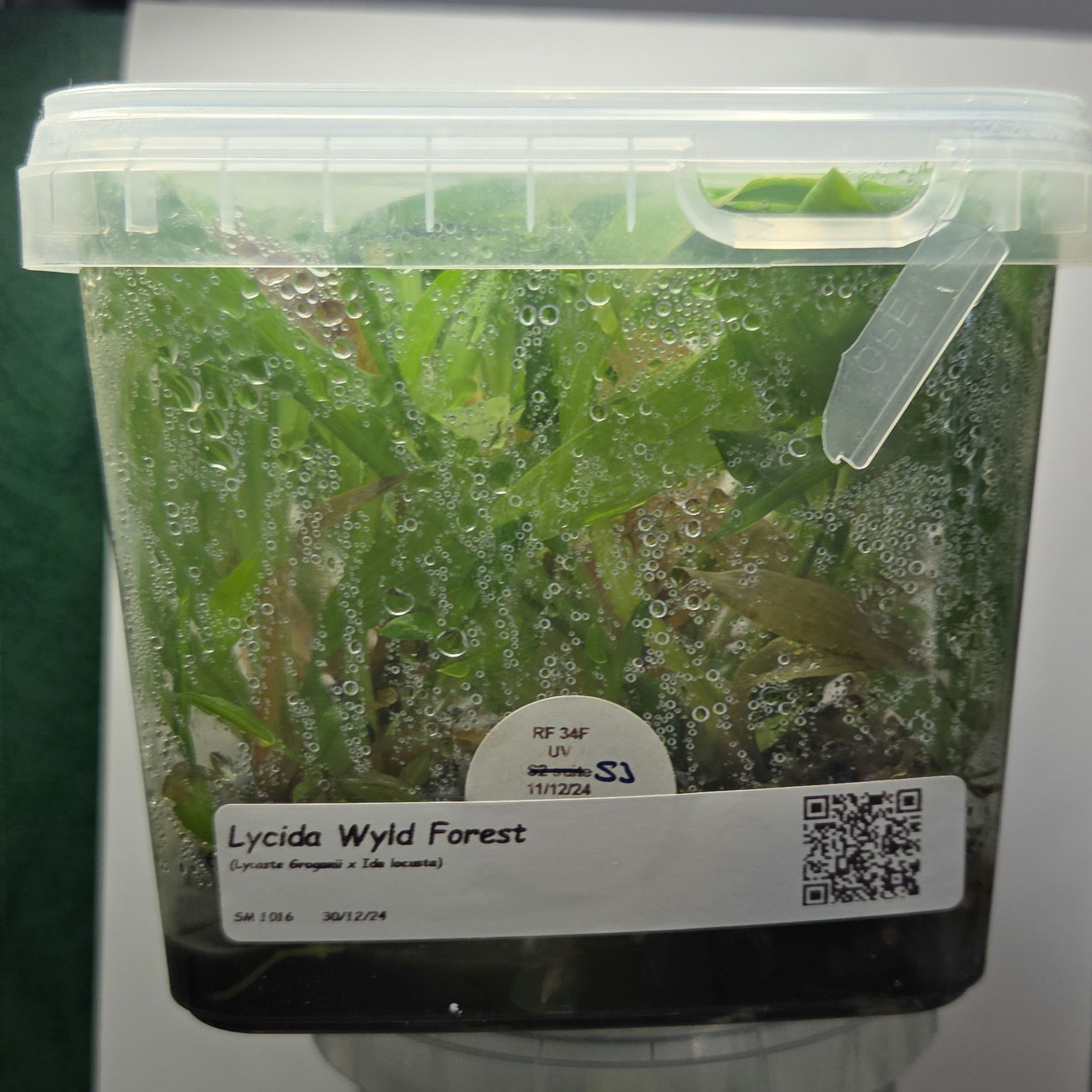 Lycida Wyld Forest