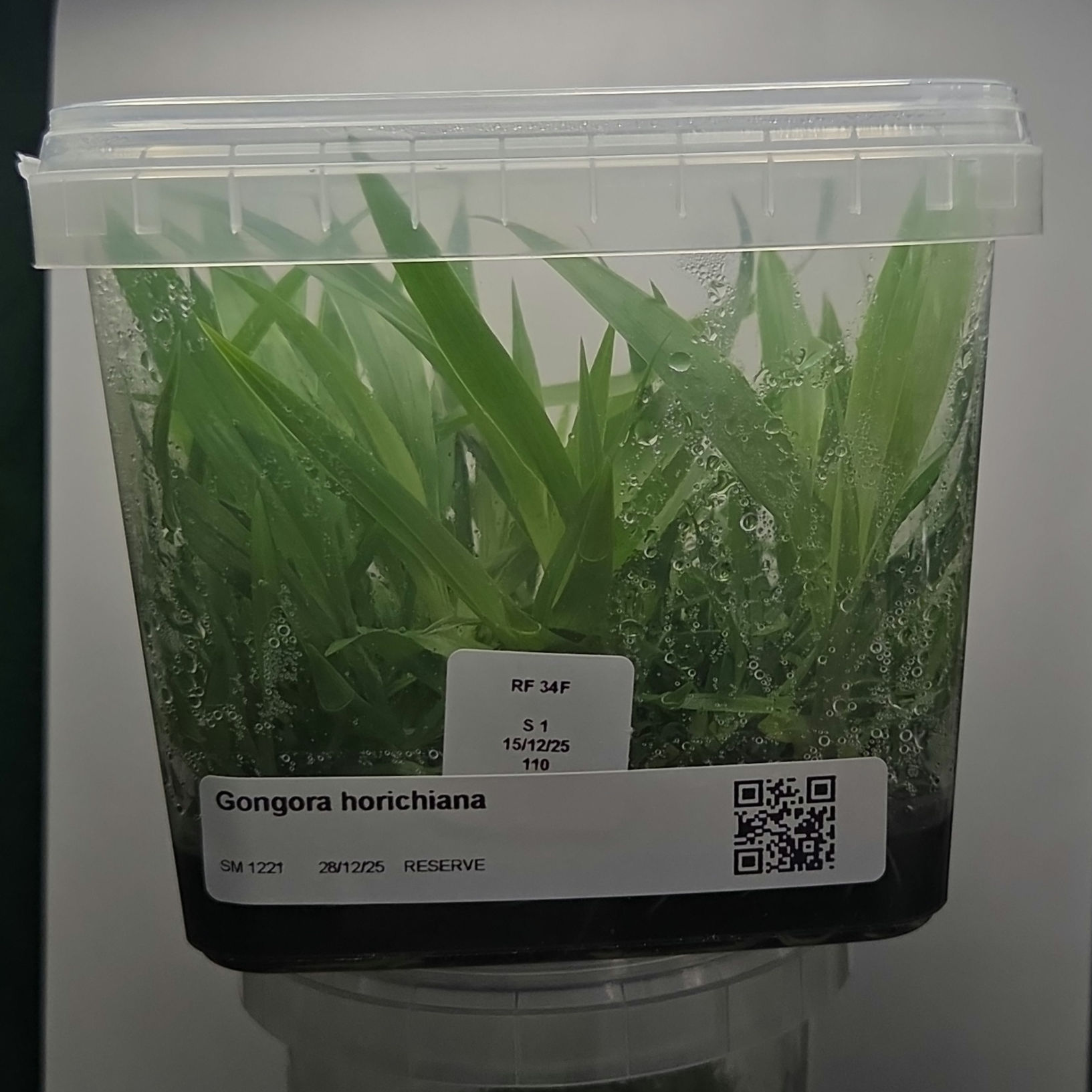 Gongora horichiana