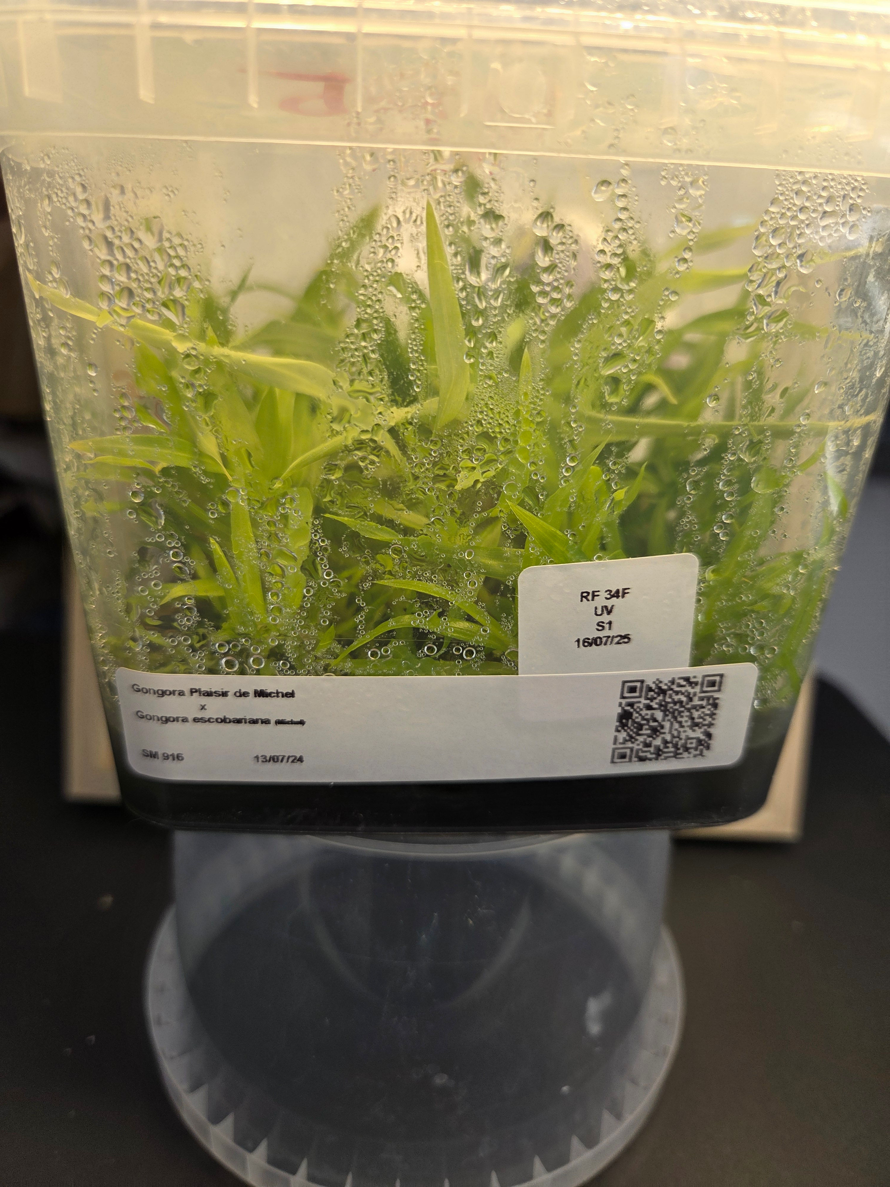 Gongora Plaisir de Michel x Gongora escobariana