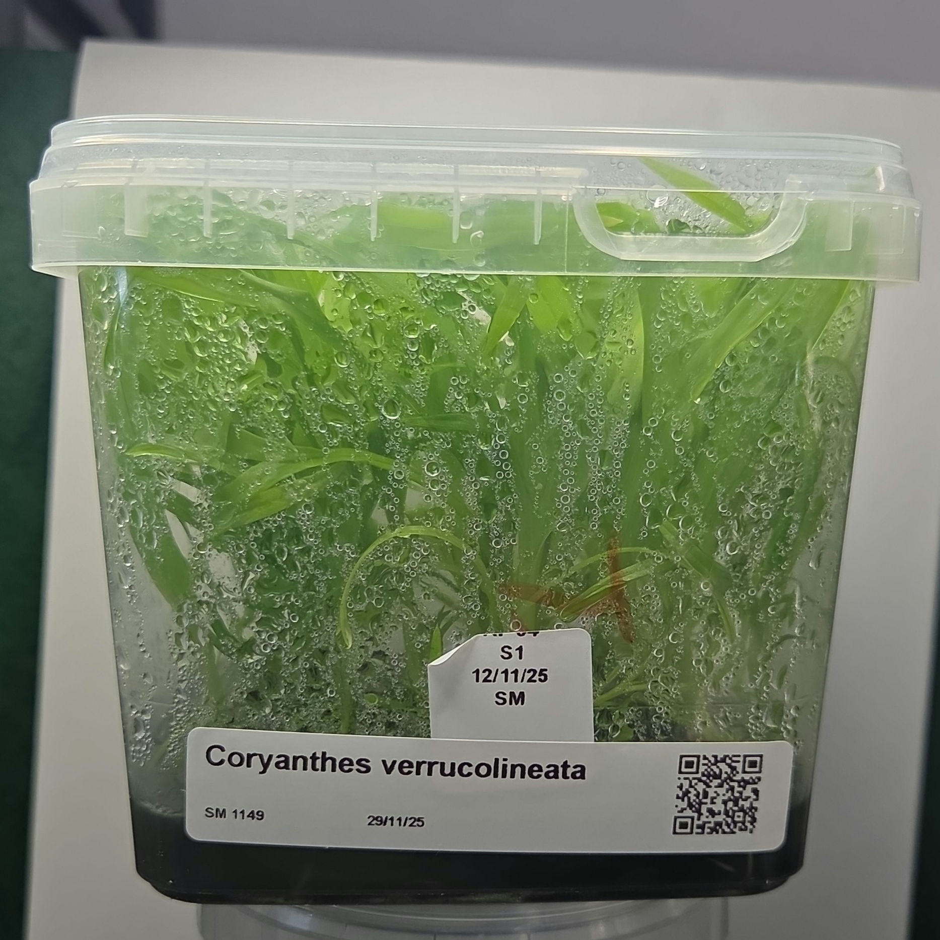 Coryanthes verrucolineata