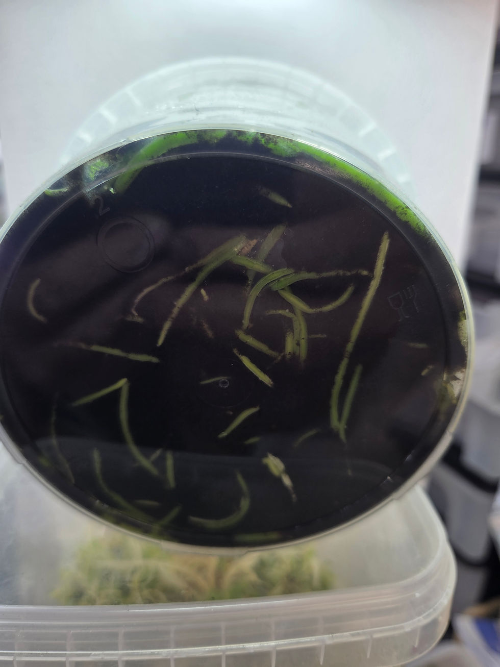 Miniature : Brassocattleya lilliputian princess x Cat inter coerulea