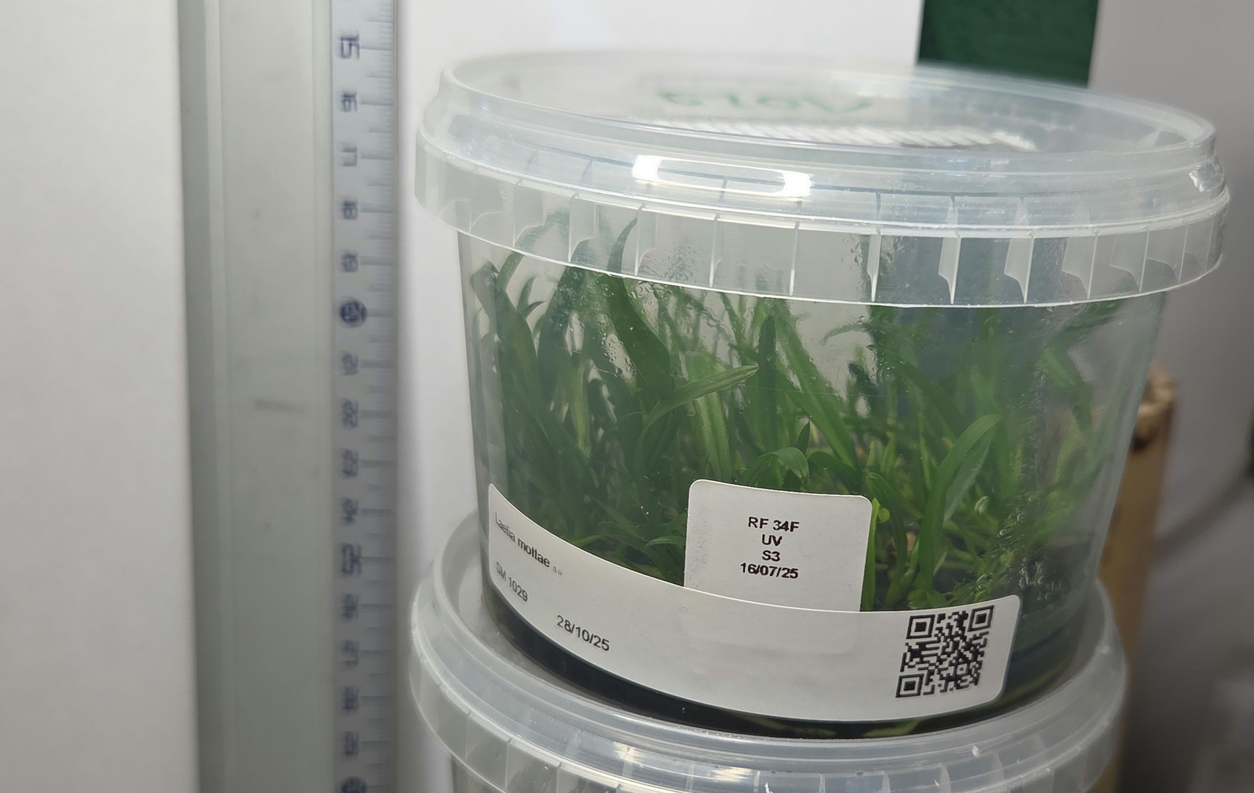 Laelia mottae