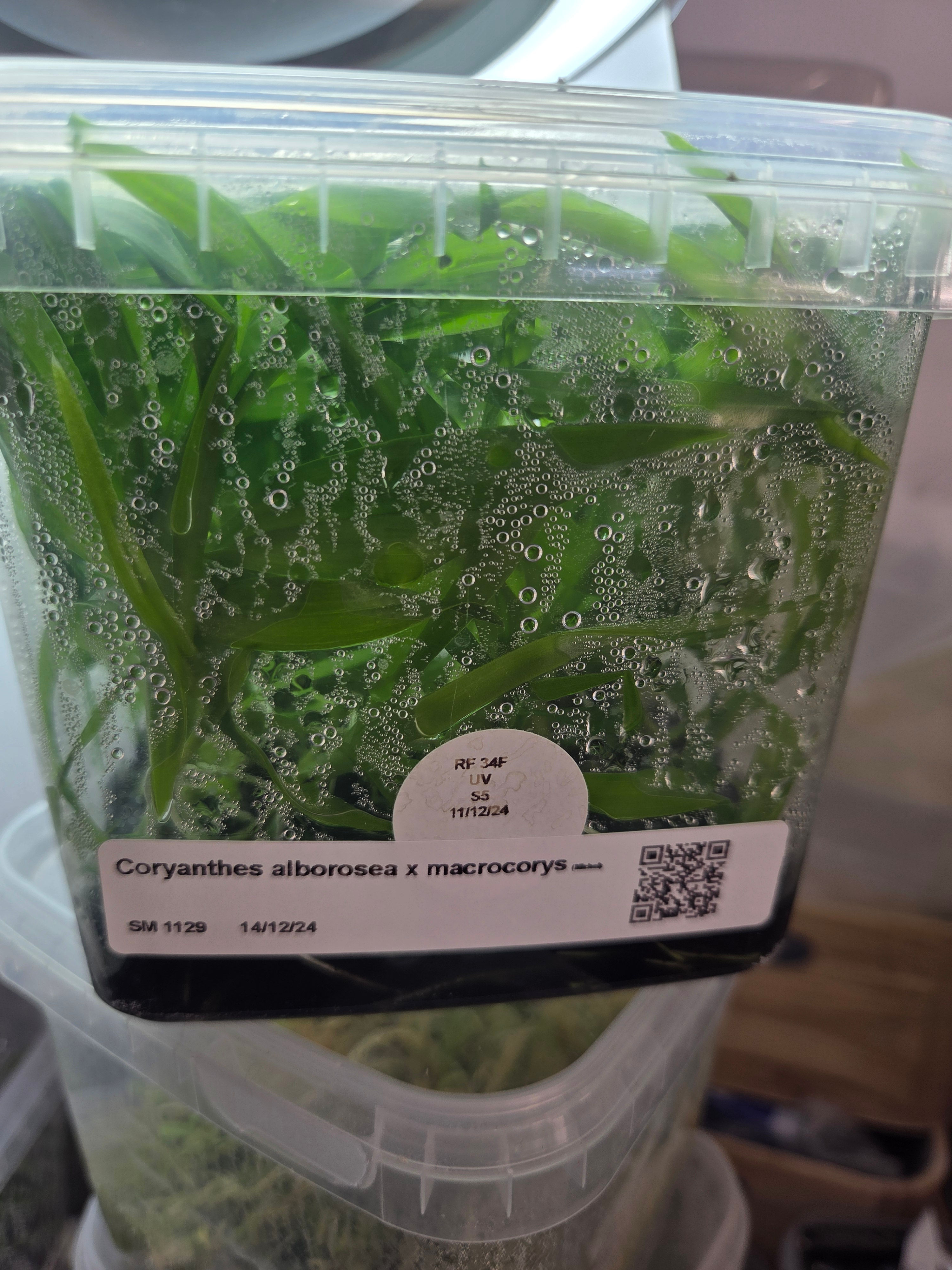 Coryanthes alborosea x macrocorys