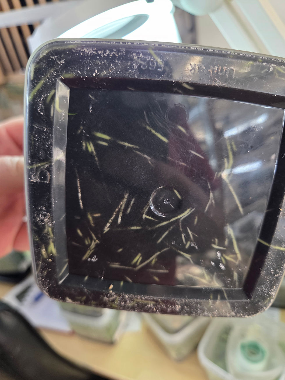 Miniature : Coryanthes alborosea x macrocorys