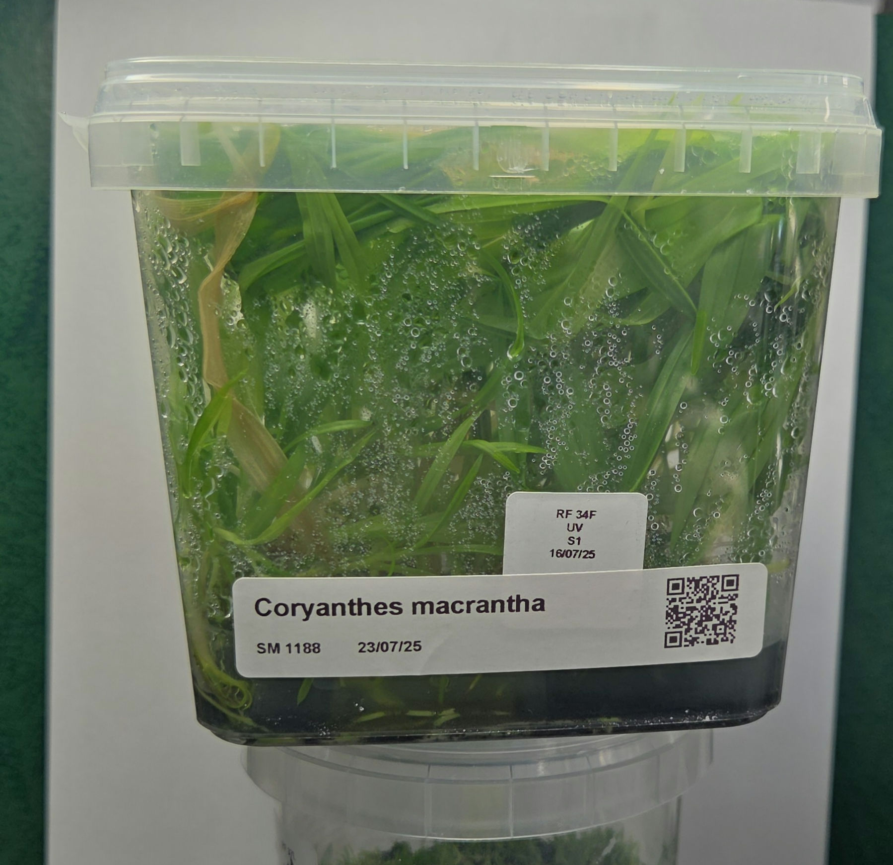 Coryanthes macrantha