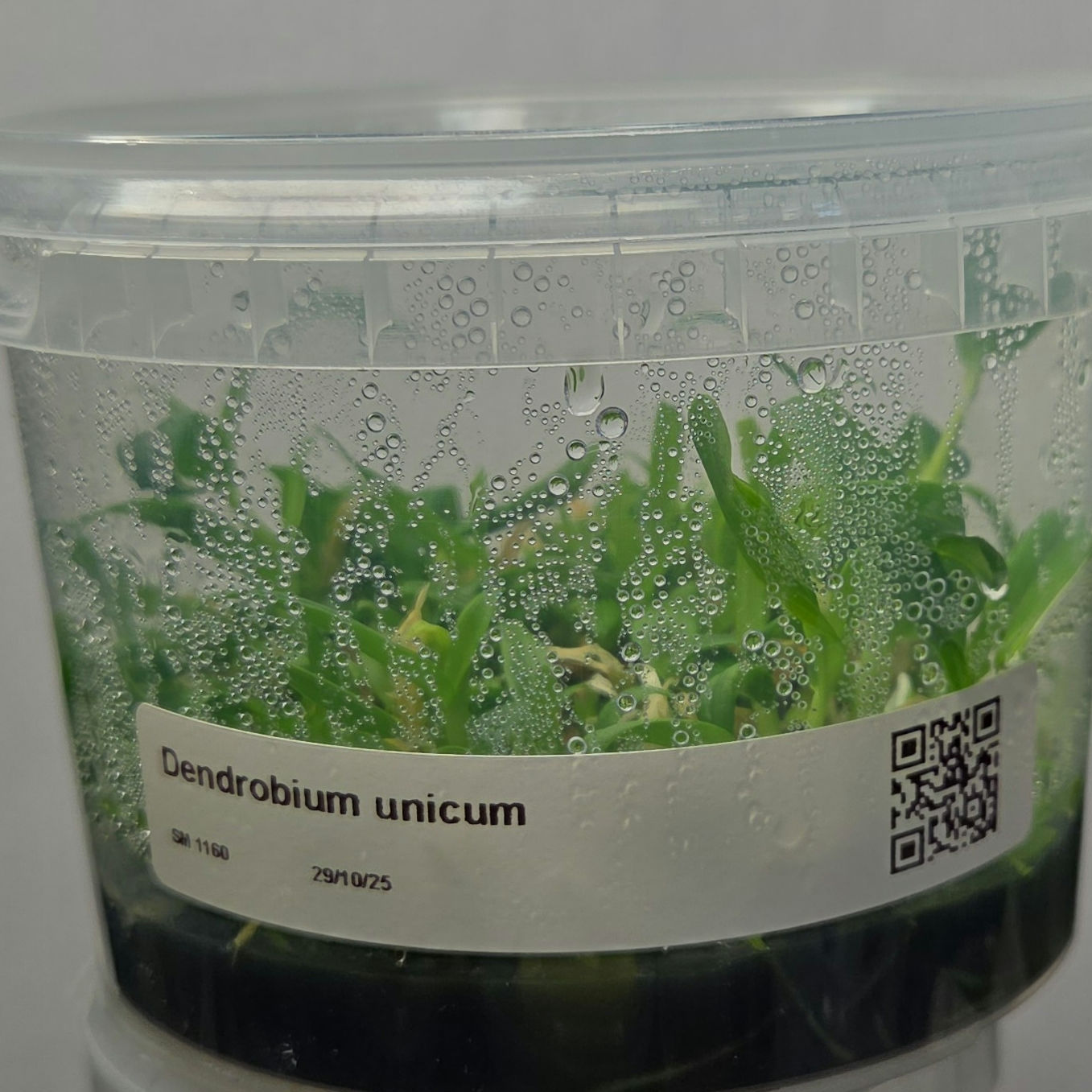 Dendrobium unicum