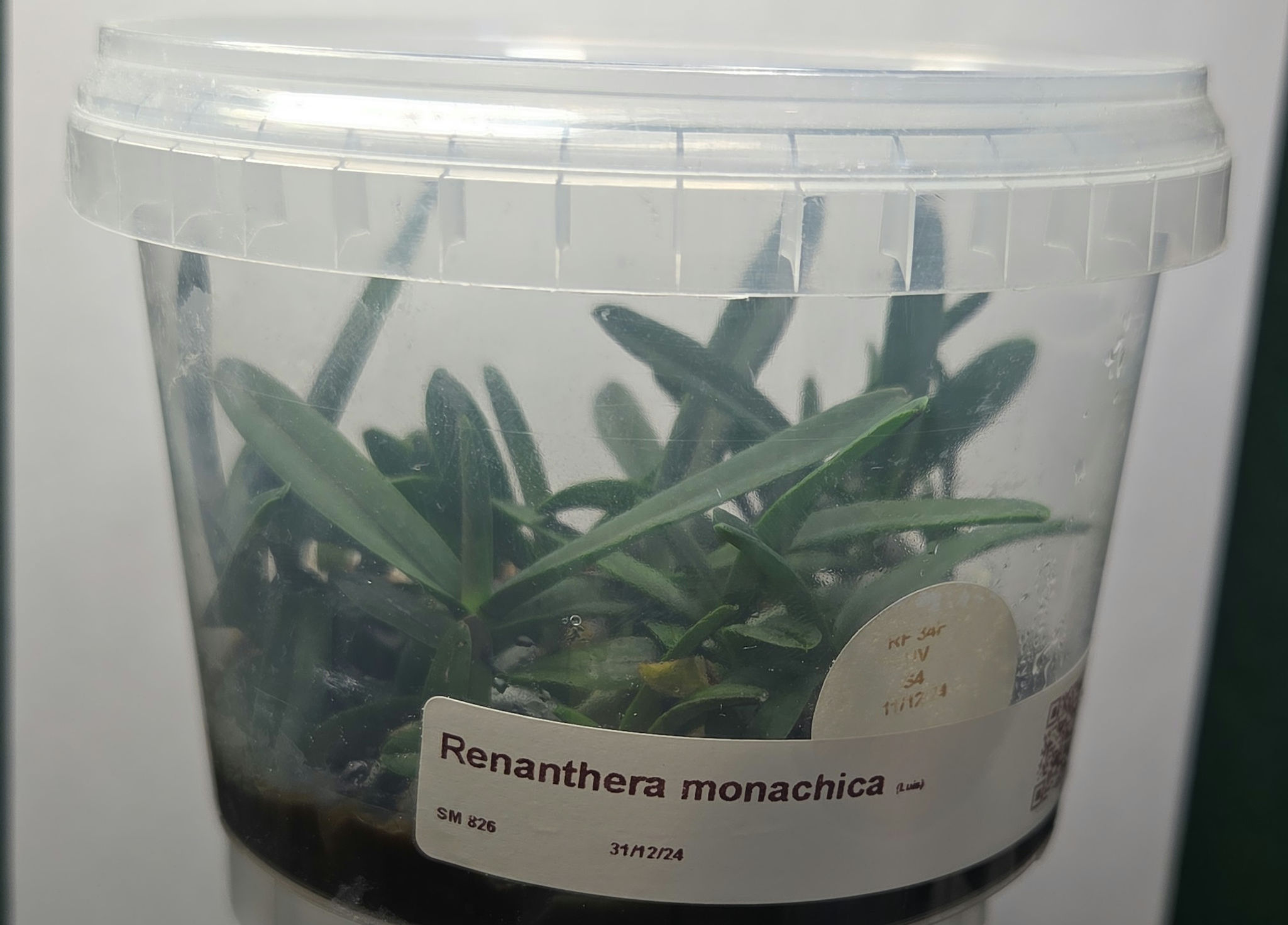 Renanthera monachica