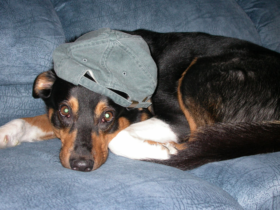 Picture of our dog, Bee, taken in 2004