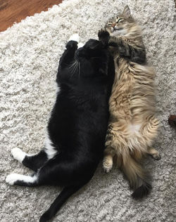 Charlie and Spider