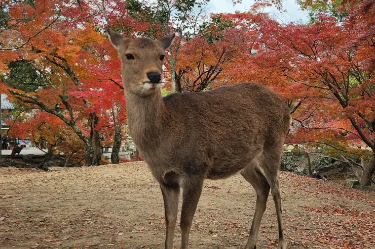 Venado en el parque de Nara rodeado de árboles con colores de otoño en Japón.