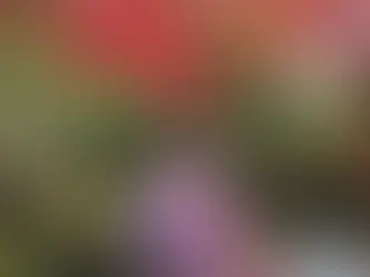 Creadora de Takassandra con kimono frente a un estanque rodeado de árboles con colores otoñales en Japón