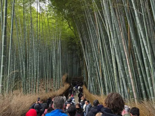 7 errores al planear un viaje a Japón y cómo evitarlos