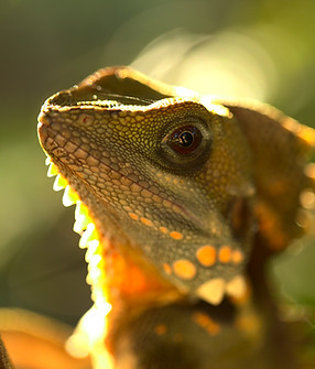 shutterstock_280491599 (2).jpg