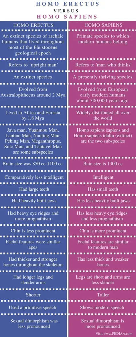 https://www.google.com/url?sa=i&url=https%3A%2F%2Fpediaa.com%2Fsimilarities-and-differences-between-homo-erectus-and-homo-sapiens%2F&psig=AOvVaw2Fyq-uGYGNK6dTtfJUfzyk&ust=1764754957171000&source=images&cd=vfe&opi=89978449&ved=0CBUQjRxqFwoTCNjFwejOnpEDFQAAAAAdAAAAABAm