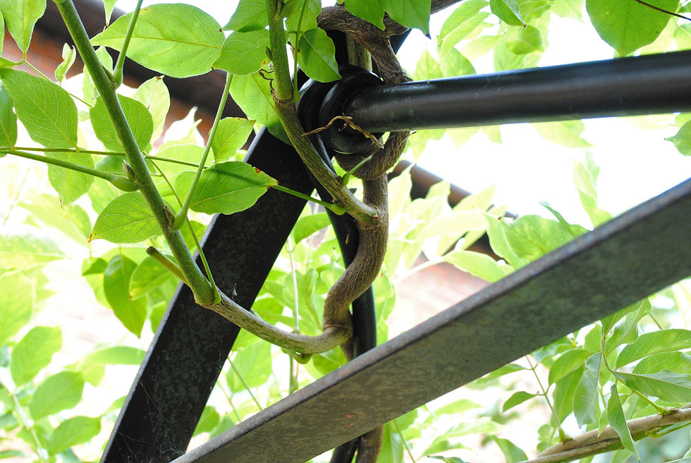 Wisteria gate arch by Joel Tarr artist blacksmith