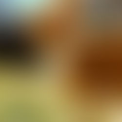 Laisser sortir son chat : oui ou non ?