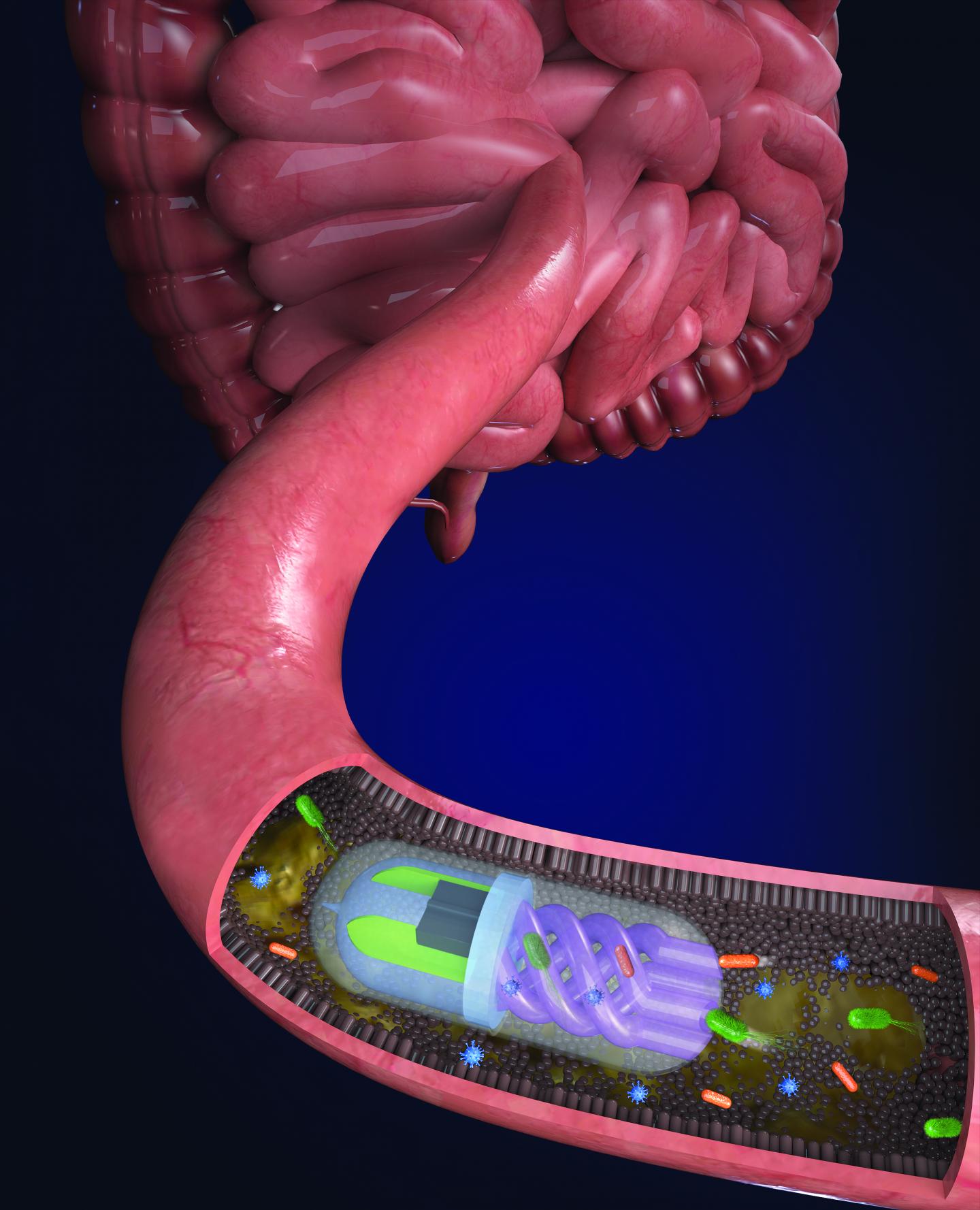 Bacteria in the gut are pulled into the helical channels by an osmotic 'pump' in the pill. @ Nano Lab, Tufts University