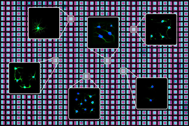 University of California, Berkeley, researchers have created a new technique that utilizes photolithography and programmable DNA to rapidly “print” two-dimensional arrays of cells and proteins that mimic a wide variety of cellular environments in the body. @ Olivia Scheideler