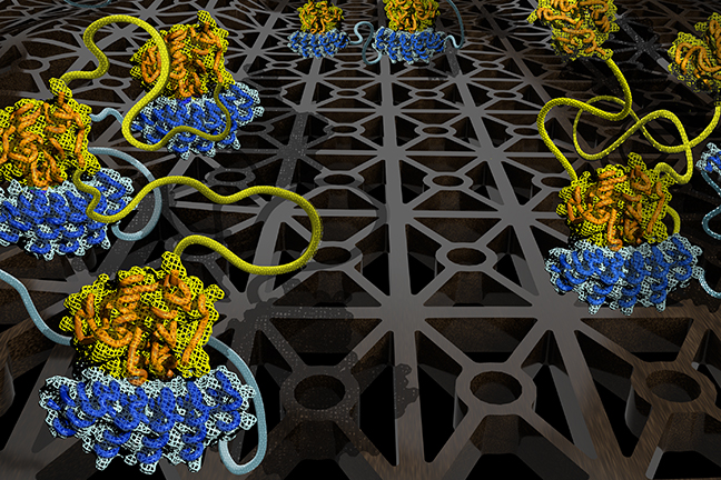 This illustration highlights a small sampling of the 78 unique binding configurations that arise when molecule chains with three binding sites interact. The research team developed a computational model that can predict how key parameters can be “dialed up” or “dialed down” to control how such molecules with more than one binding site interact with one another. This should accelerate biological research and discovery of new medicines. @ Errington et al., University of Minnesota