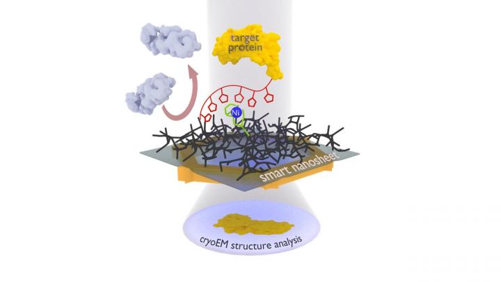 The protein complex to be examined (yellow) is attached to the smart nanosheet via a nickel complex with the aid of a marker (red chain with pentagons). Unwanted proteins (gray) are repelled by the hydrogel (black grid). After freezing the entire structure, including a thin film of water, this can be irradiated with electrons to obtain images of the bound proteins, from which a computer can then calculate the 3D structure of the protein. @ Andrey Turchanin/Zian Tang
