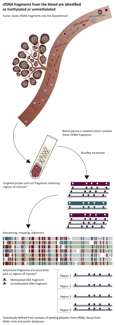 Illustration of how cfDNA fragments from the blood are processed: cfDNA was extracted from plasma, subjected to bisulfite treatment, and regions of interest were pulled down, followed by sequencing and alignment. In this way the methylation state of fragments was obtained. @ Sensitive and specific multi-cancer detection and localization using methylation signatures in cell-free DNA. Annals of Oncology, 2020; DOI: 10.1016/j.annonc.2020.02.011
