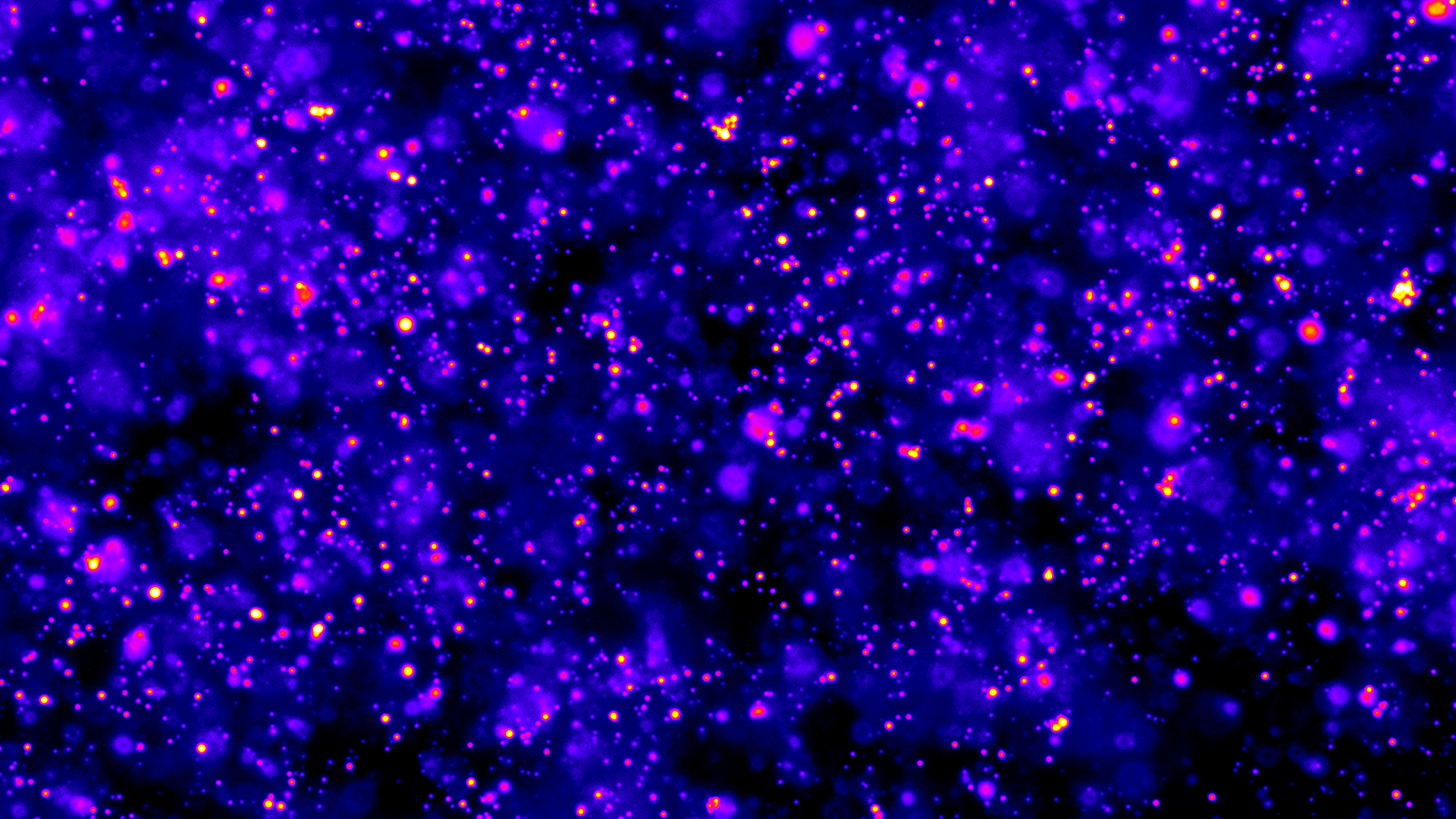 Fluorescence microscopic image of oil droplets embedded in a hydrogel. This system, developed by Prof. Job Boekhoven and Caren Wanzke at the Technical University of Munich, can release drugs with a constant release rate over a tunable period of time. @ Benedikt Riess / TUM