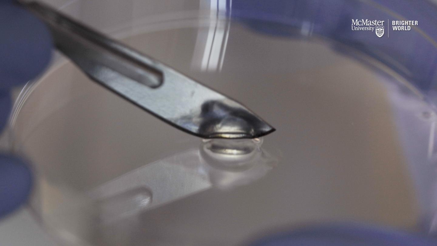 McMaster engineers specializing in infectious diseases have created a bacteria-killing gel composed entirely of friendly viruses. The gel can heal itself when cut. @ JD Howell, McMaster University
