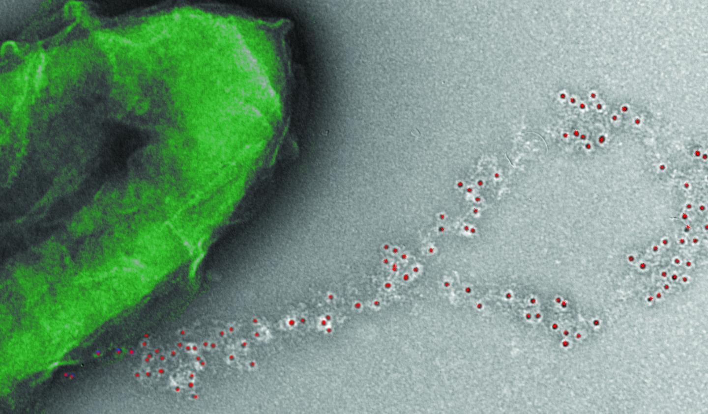 UMass Amherst microbiologist Derek Lovley and colleagues introduce a new method of tuning conductive nanowires, offering a 'toolbox of wires to choose from with a million-fold range in conductivity @ UMass Amherst/Lovley Lab