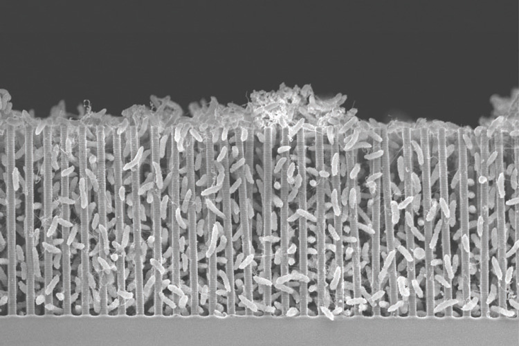 A scanning electron micrograph of a nanowire-bacteria hybrid operating at the optimal acidity, or pH, for bacteria to pack tightly around the nanowires. Close packing gives more efficient conversion of solar energy to carbon bonds. The scale bar is 1/100 millimeter, or 10 microns. @ UC Berkeley / Peidong Yang
