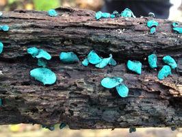 Fungi-produced pigment shows promise as semiconductor material