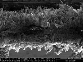 Bacteria trapped -- and terminated -- by graphene filter