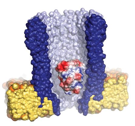 Illustration of the funnel-shaped nanopore (blue) surrounded by the artificial membrane (yellow), with a single enzyme (red/white/blue) trapped inside the pore. @ Giovanni Maglia, University of Groningen