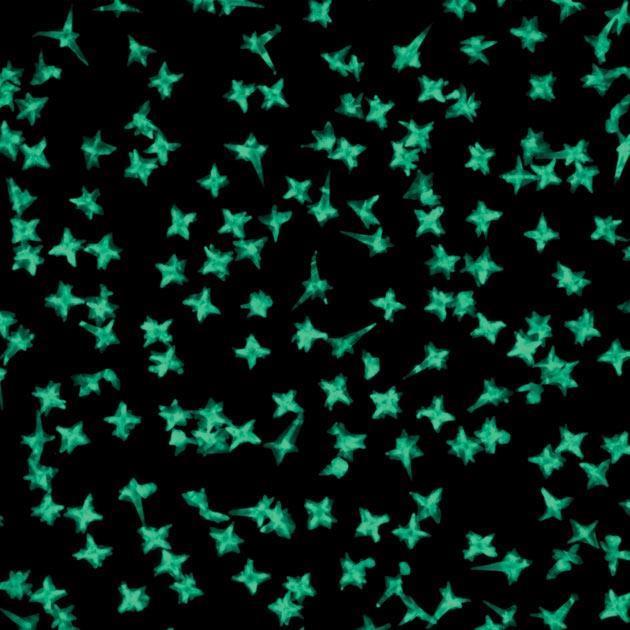 Gold nanostars have emerged as promising drug-delivery agents that can be designed to target cancer cells. @Teri Odom/Northwestern University