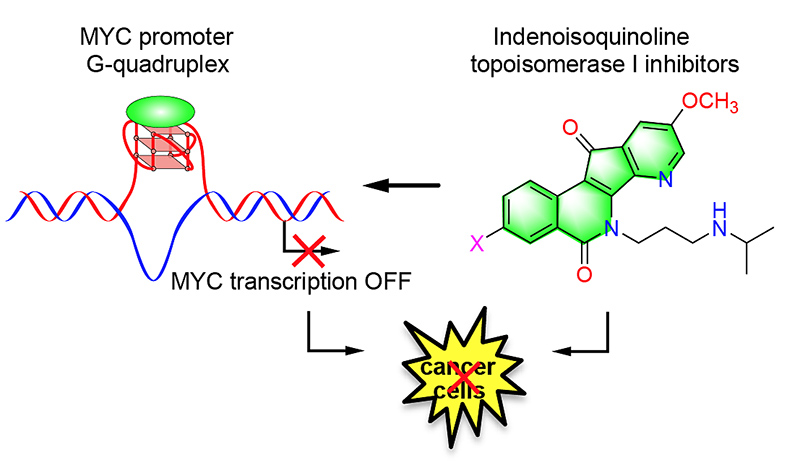 Purdue University researchers have discovered potential anticancer agents that stabilize the MYC promoter G-quadruplex and downregulate the expression of the MYC oncogene. Purdue University researchers have discovered potential anticancer agents that stabilize the MYC promoter G-quadruplex and downregulate the expression of the MYC oncogene. @ Purdue University