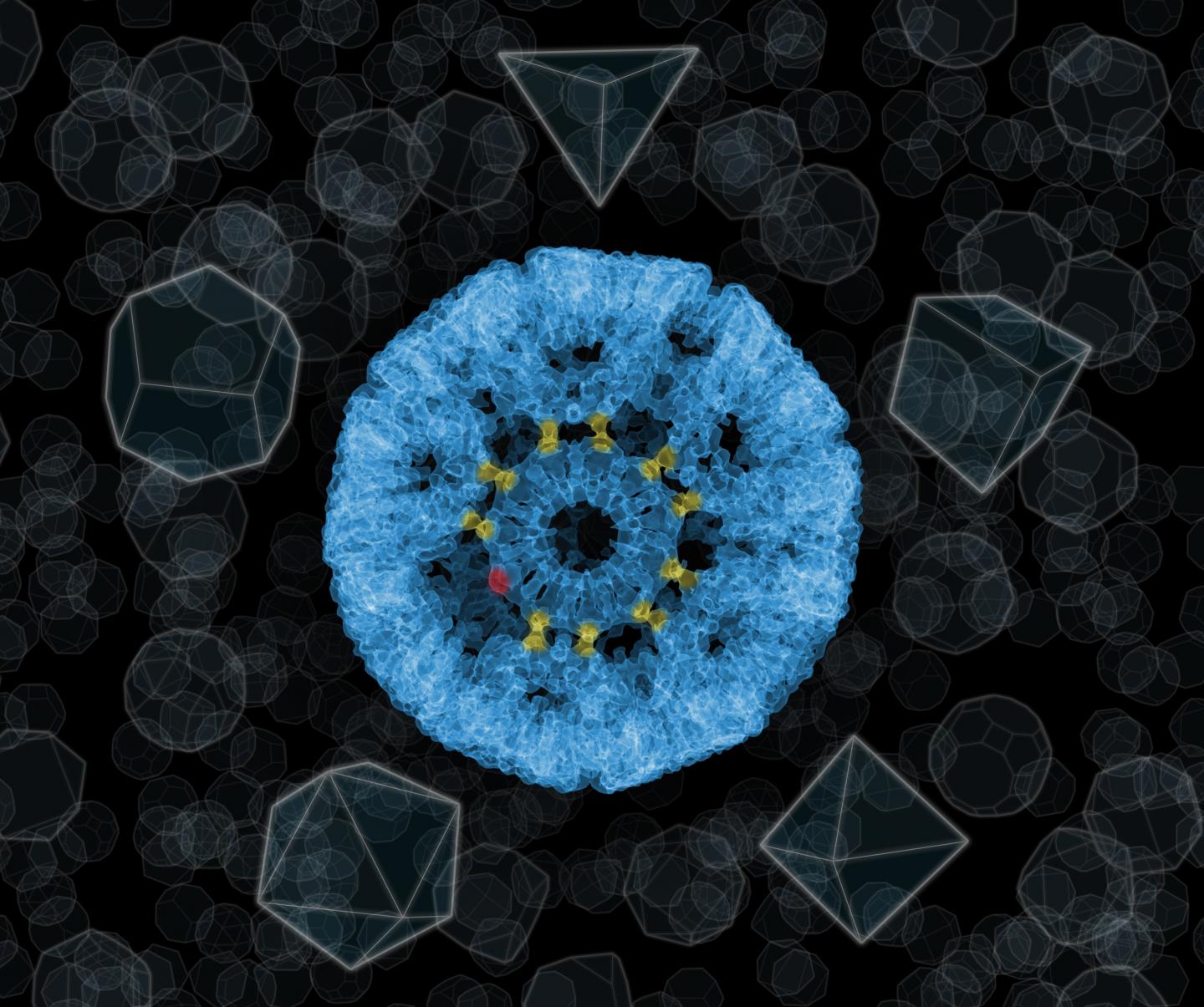 The 'impossible' sphere, i.e. a molecular nanocage of 24 protein rings, each of which has an 11-sided structure. The rings are connected by bonds with the participation of gold atoms, here marked in yellow. Depending on their position in the structure, not all gold atoms have to be used to attach adjacent proteins (an unused gold atom is marked in red). @ UJ, IFJ PAN