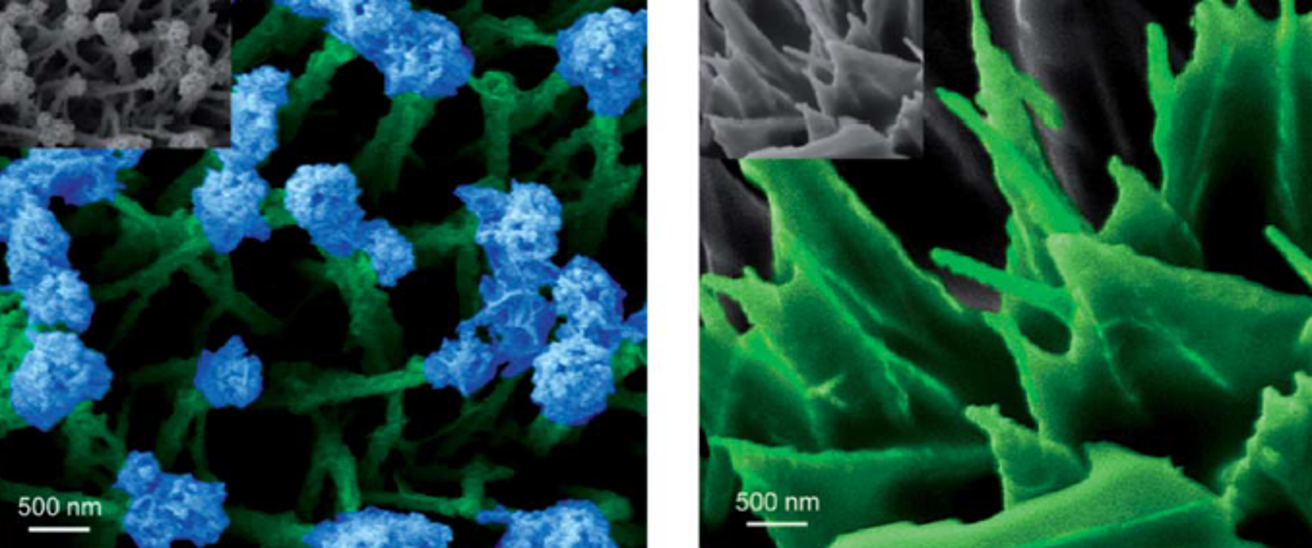 Rational synthesis of nature-inspired nanostructures shows a much more “effective” surface area for gas-evolving reactions @ HIMS