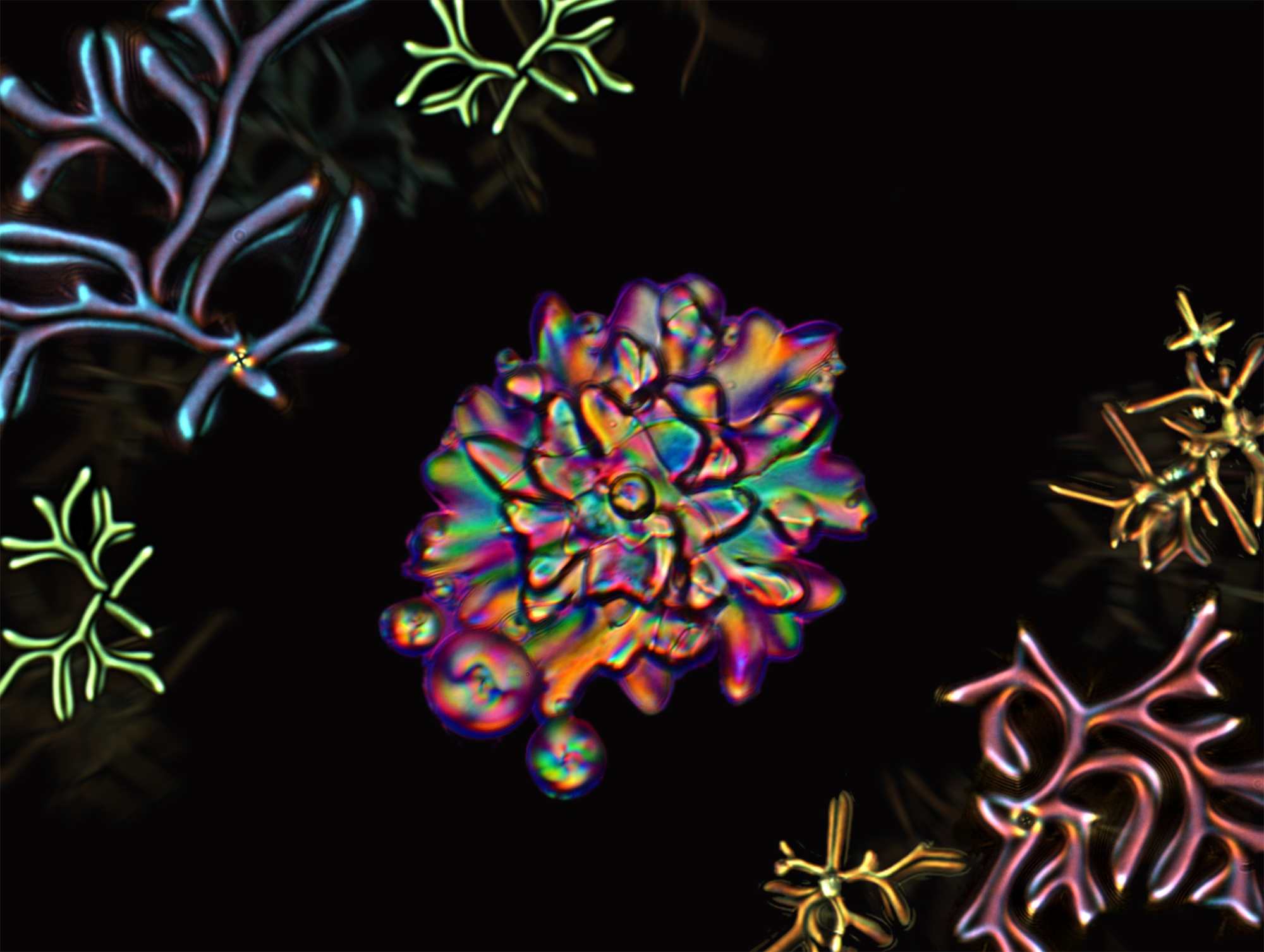 Researchers made a variety of shapes, including flowers (center) and corals. By changing the ratio of long- to short- rod-like mesogens in the droplet, the researchers could control what shapes the droplets changed into when the temperature was decreased. @ Wei-Shao Wei, Arjun Yodh, and Felice Macera