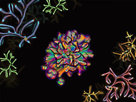 Drops of liquid crystal molecules branch out into strange structures
