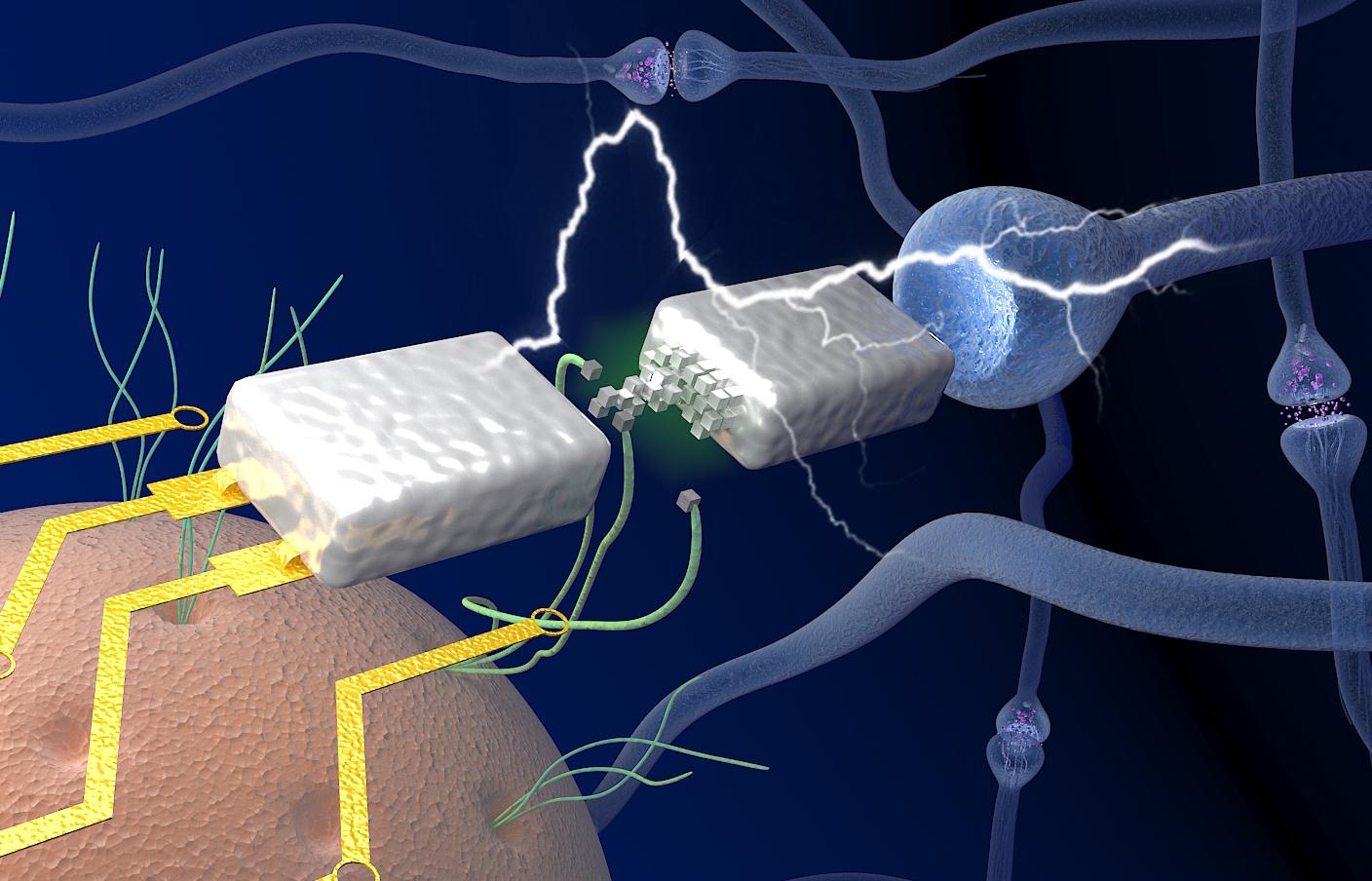 Protein nanowires (green) harvested from microbe Geobacter (orange) facilitate the electronic memristor device (silver) to function with biological voltages, emulating the neuronal components (blue junctions) in a brain.@ UMass Amherst/Yao lab