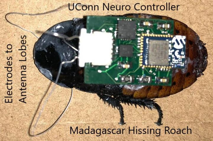A tiny neuro controller developed by researchers at the University of Connecticut could provide more precise operation of micro biorobots, such as those being tested on 'cyborg' cockroaches for possible use in search and rescue missions inside collapsed buildings. @ Abhishek Dutta/UConn.
