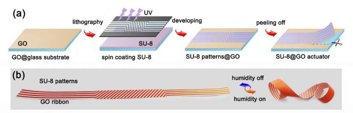 (a) Schematic illustration of the fabrication of patterned SU-8/GO bilayer film using UV lithography. (b) The paper model of patterned SU-8/GO ribbon and its predictable moisture-responsive deformation under humidity actuation. @ Science China Press