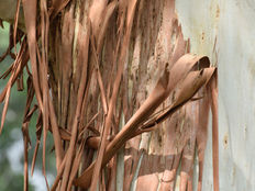 Branching out: Making graphene from gum trees