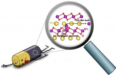 An illustration depicts hydrogen-induced degradation of a sodium-ion battery: (1) When hydrogen is present (circled in black), (2) an Mn atom (purple) can move from the MnO2 layer to the Na layer (yellow); (3) Mn can then move within the Na layer, and will be lost. @ Hartwin Peelaers / UCSB